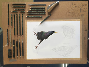 Eurasian Starling