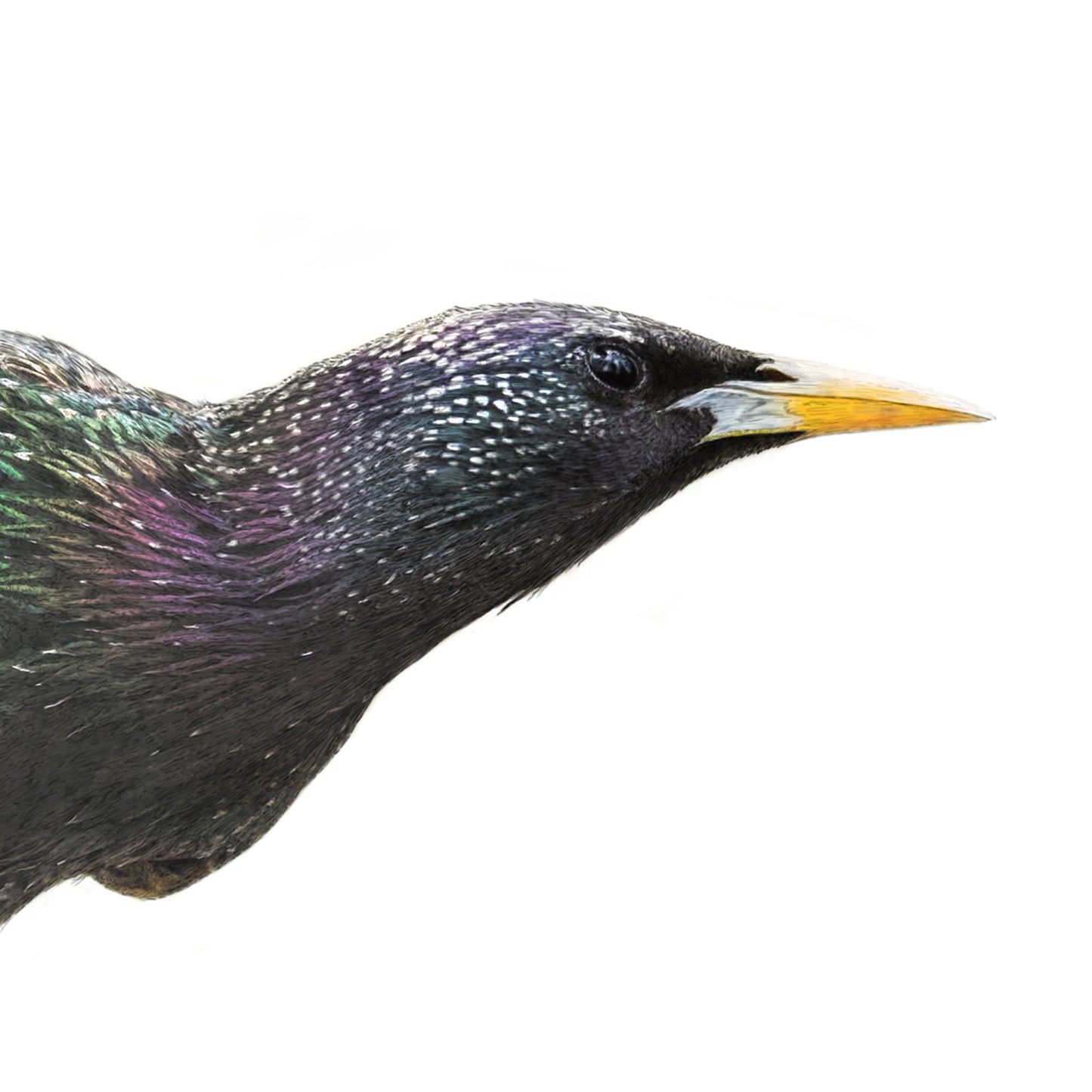 Eurasian Starling