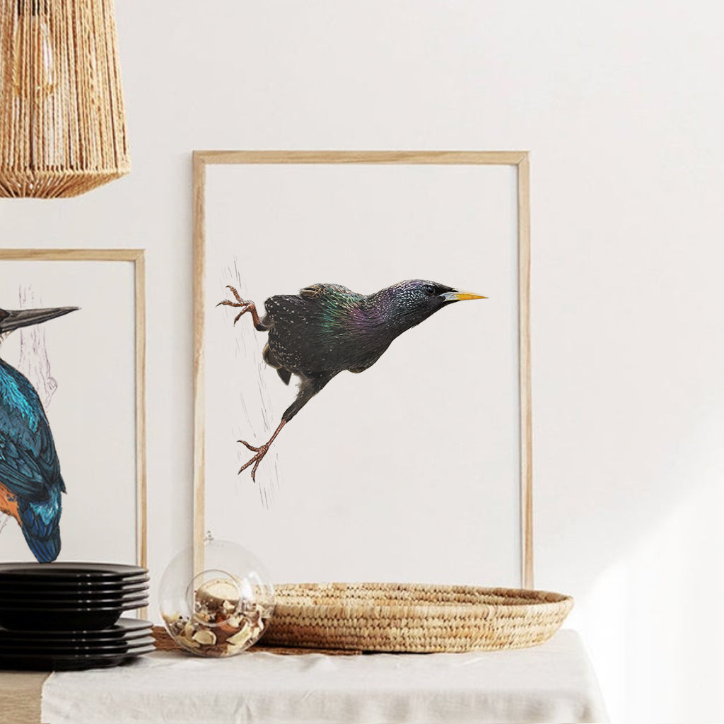 Eurasian Starling