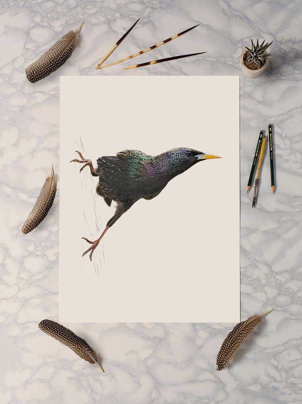 Eurasian Starling