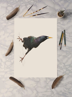 Eurasian Starling