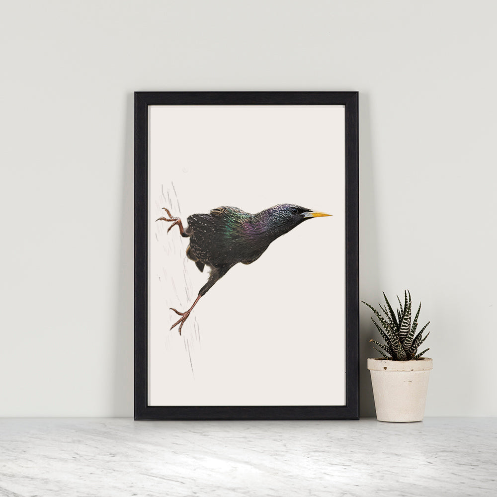 Eurasian Starling