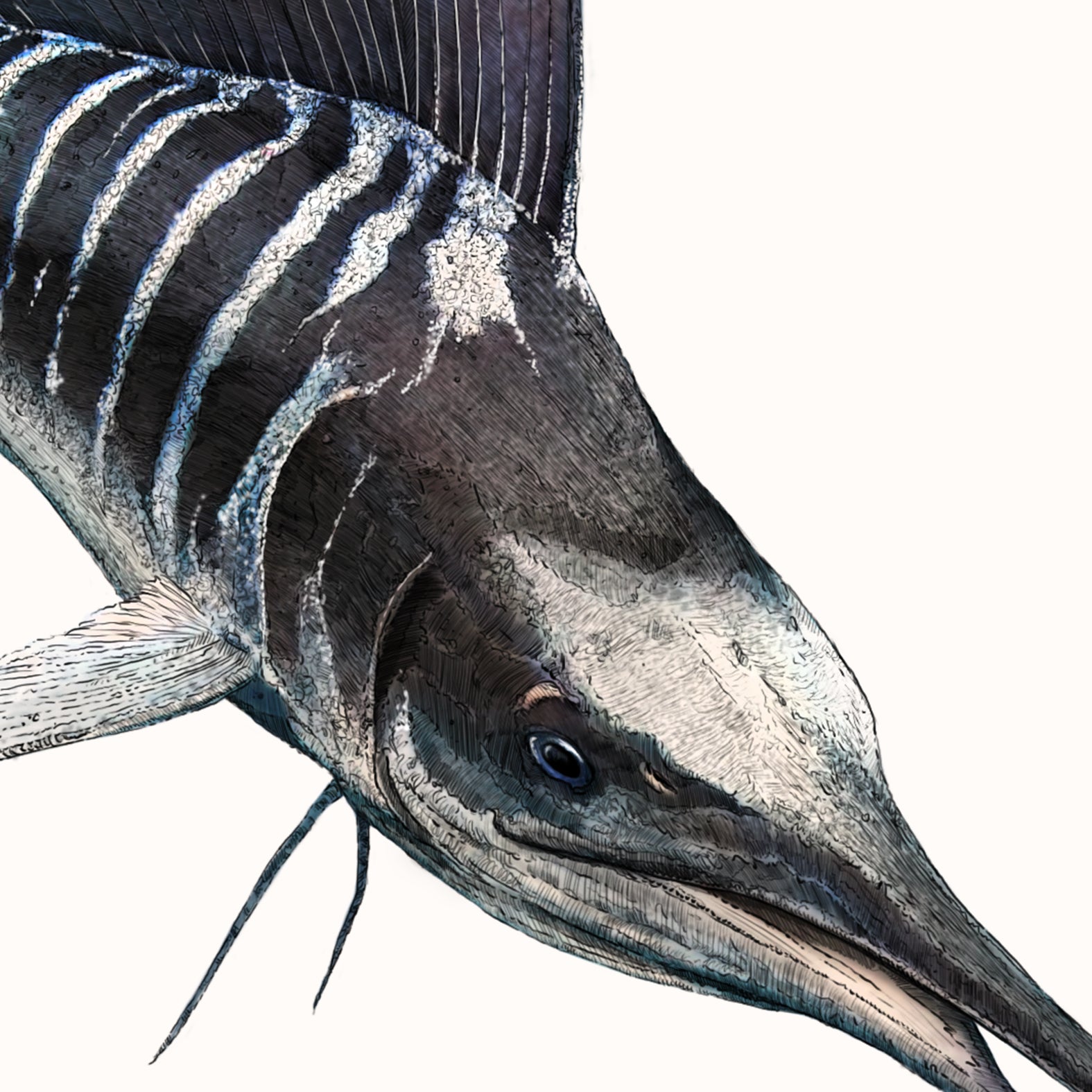 Striped Marlin