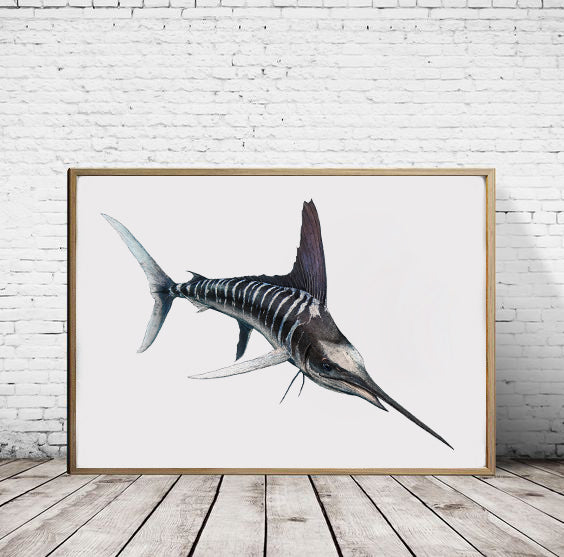 Striped Marlin