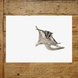Sugar Glider