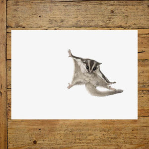 Sugar Glider