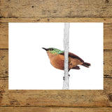 Sunbird Landscape