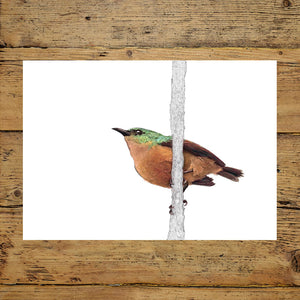 Sunbird Landscape