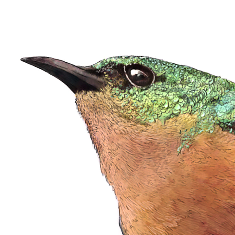 Sunbird Landscape