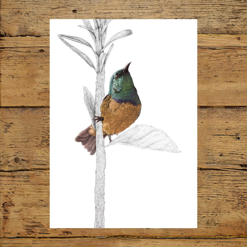 Collared Sunbird