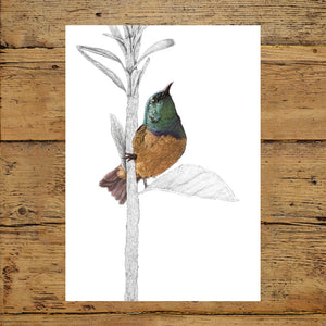 Collared Sunbird