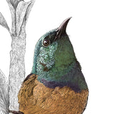 Collared Sunbird