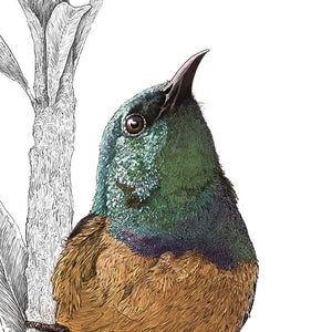 Collared Sunbird