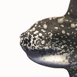 Ocean Sunfish