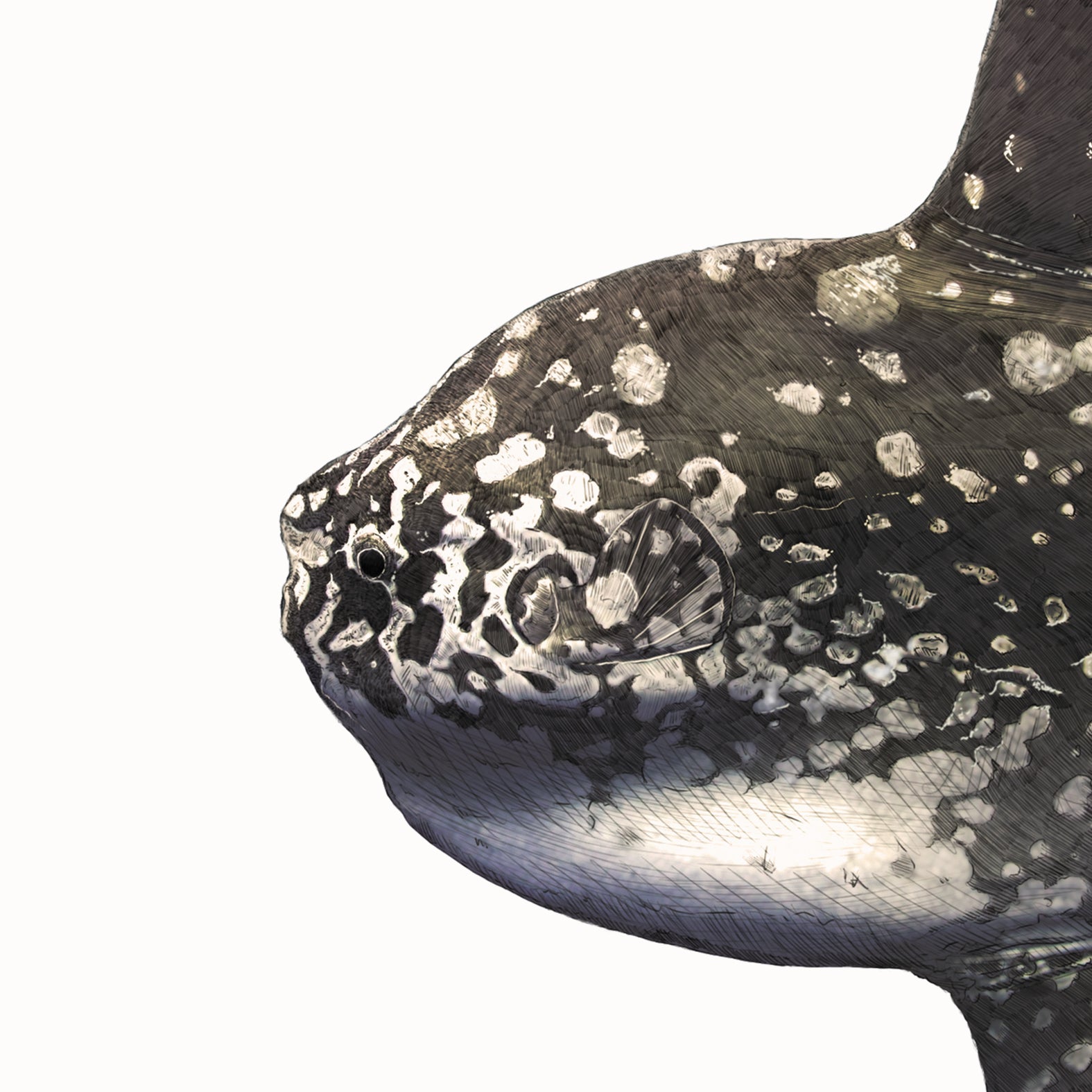 Ocean Sunfish