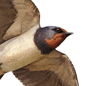 Barn Swallow