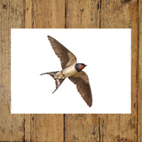 Barn Swallow