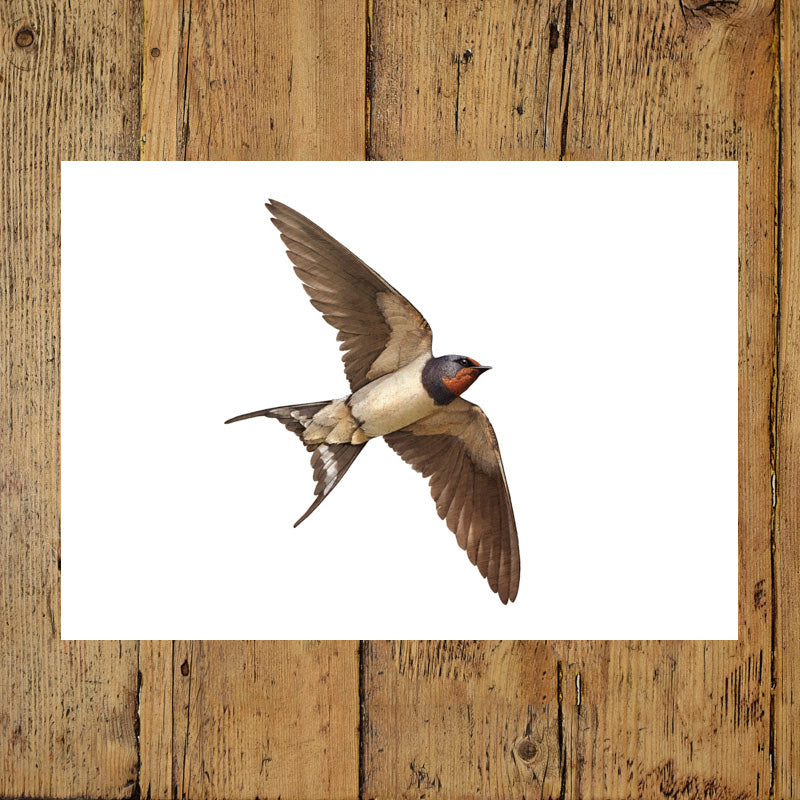 Barn Swallow