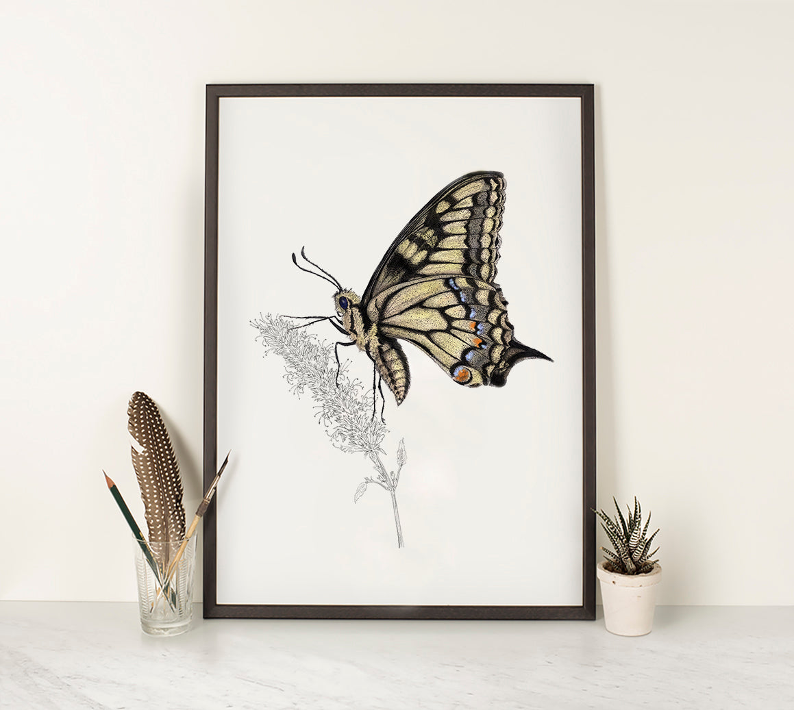 Swallowtail Butterfly 2