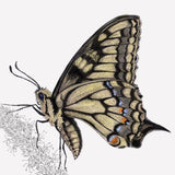 Swallowtail Butterfly 2