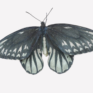 Queen Alexandria’s Birdwing Butterfly