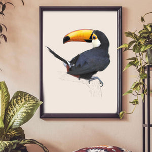 Toco Toucan