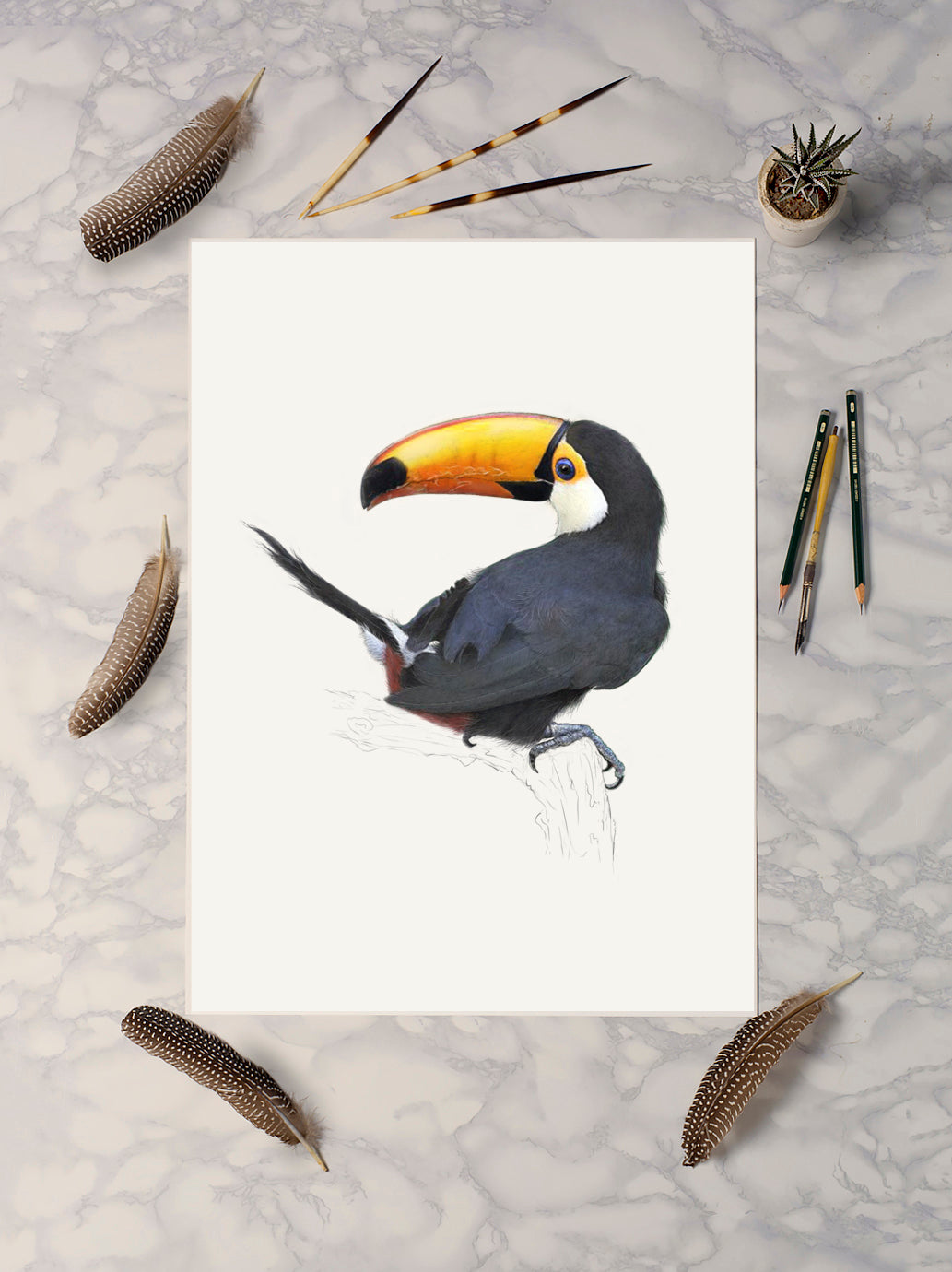 Toco Toucan