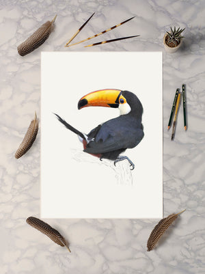 Toco Toucan