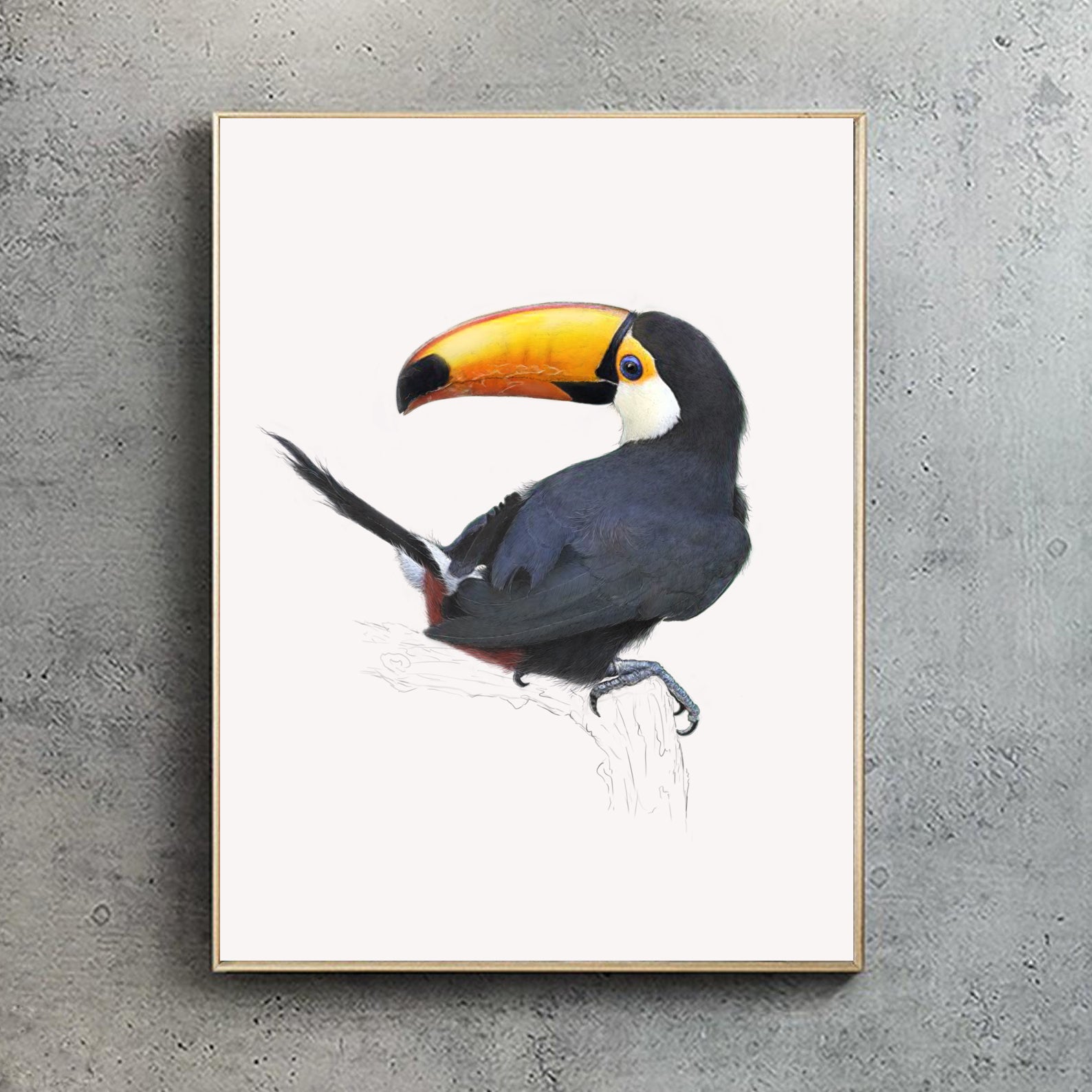 Toco Toucan