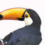 Toco Toucans