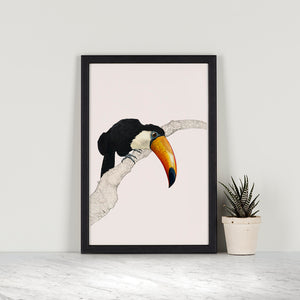 Toco Toucan I