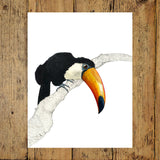 Toco Toucan I