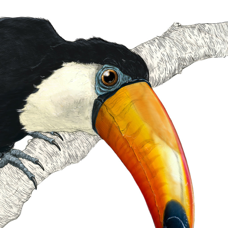 Toco Toucan I