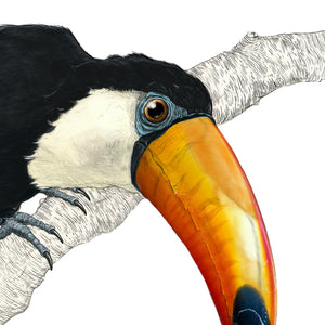 Toco Toucan I