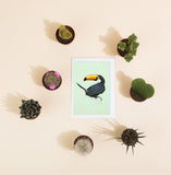 Collared Sunbird - Greeting Card