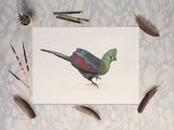 Knysna Loerie