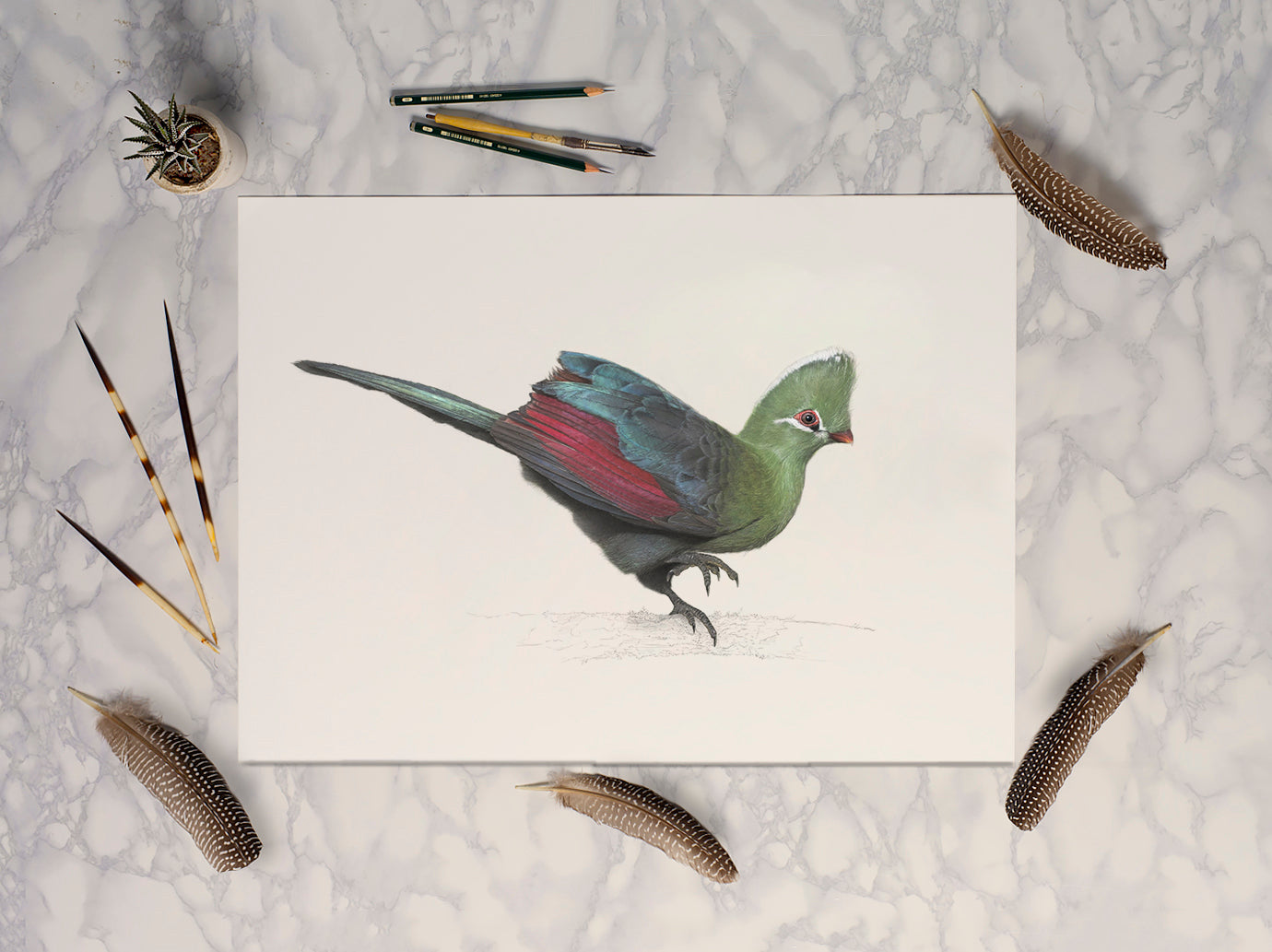 Knysna Loerie