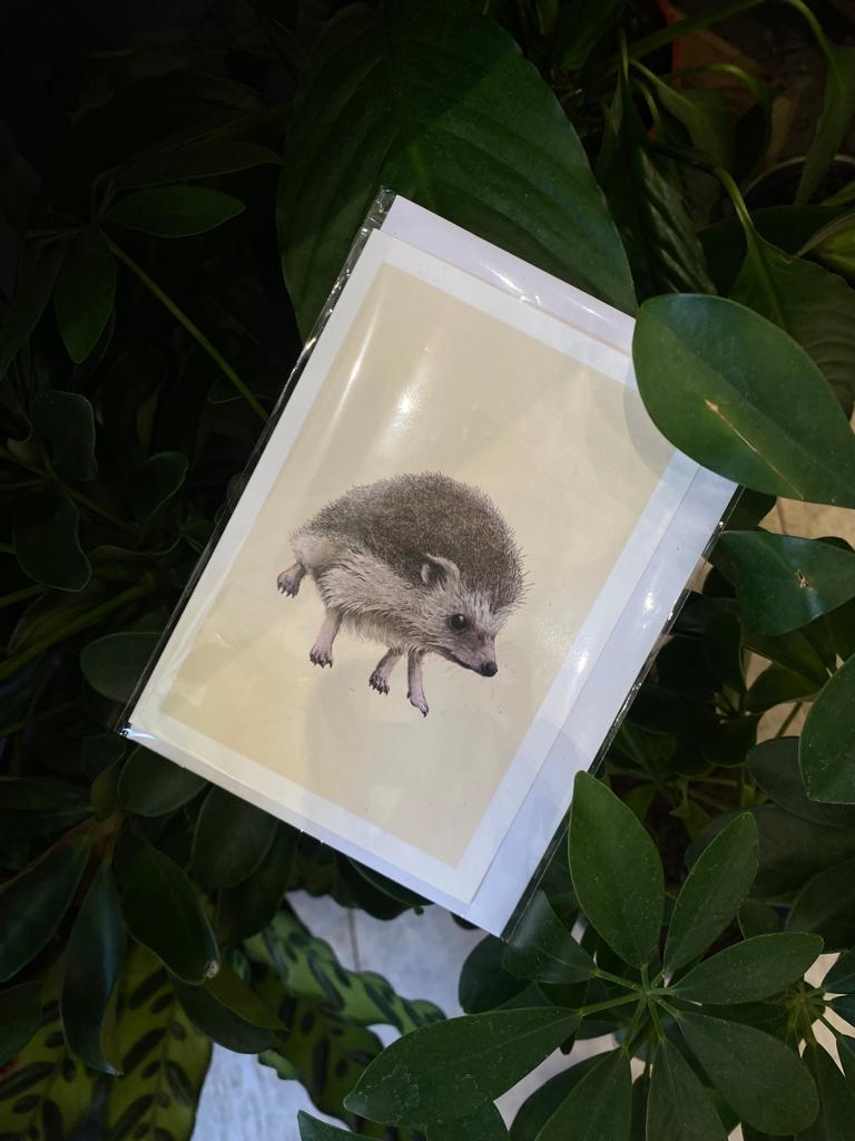 Hedgehog - Greeting Card