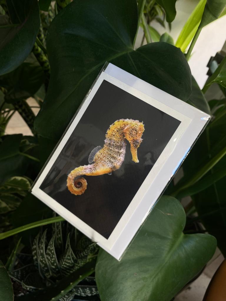 Yellow Seahorse - Greeting Card