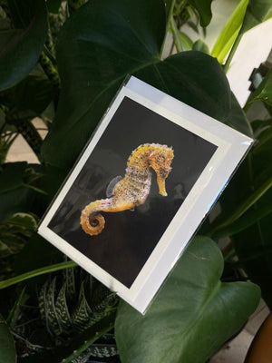 Yellow Seahorse - Greeting Card