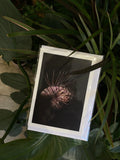 Red Lionfish - Greeting Card