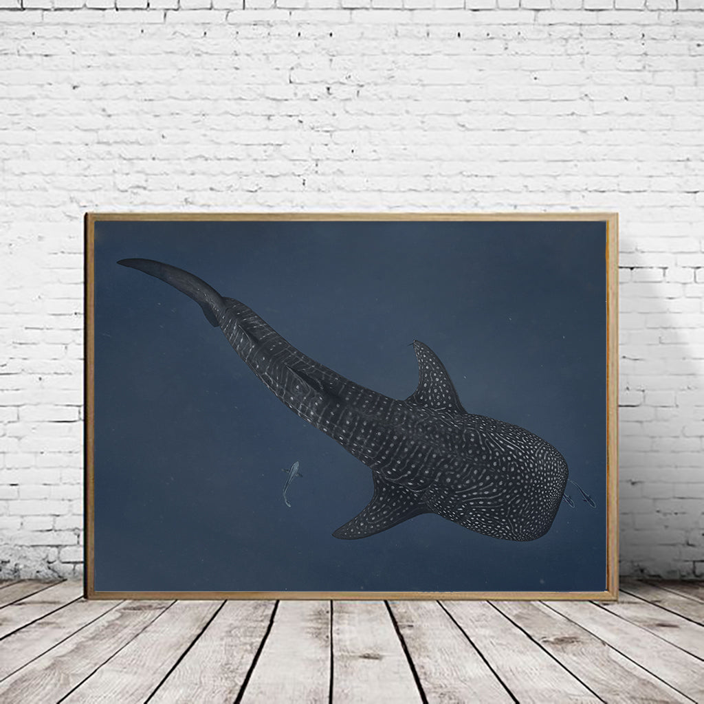 Whale Shark