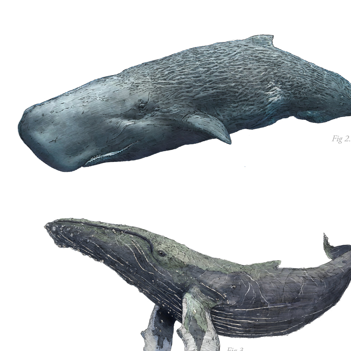 Whales print – Ben Rothery