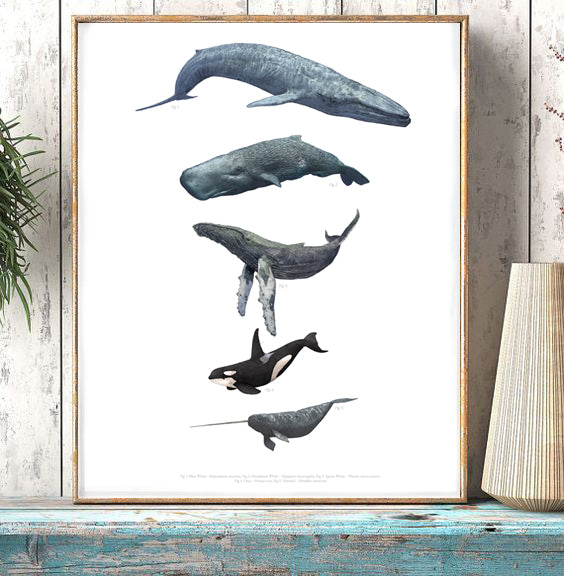 Whales