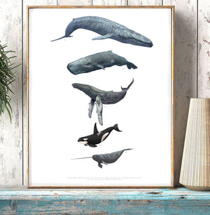 Whales