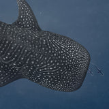 Whale Shark