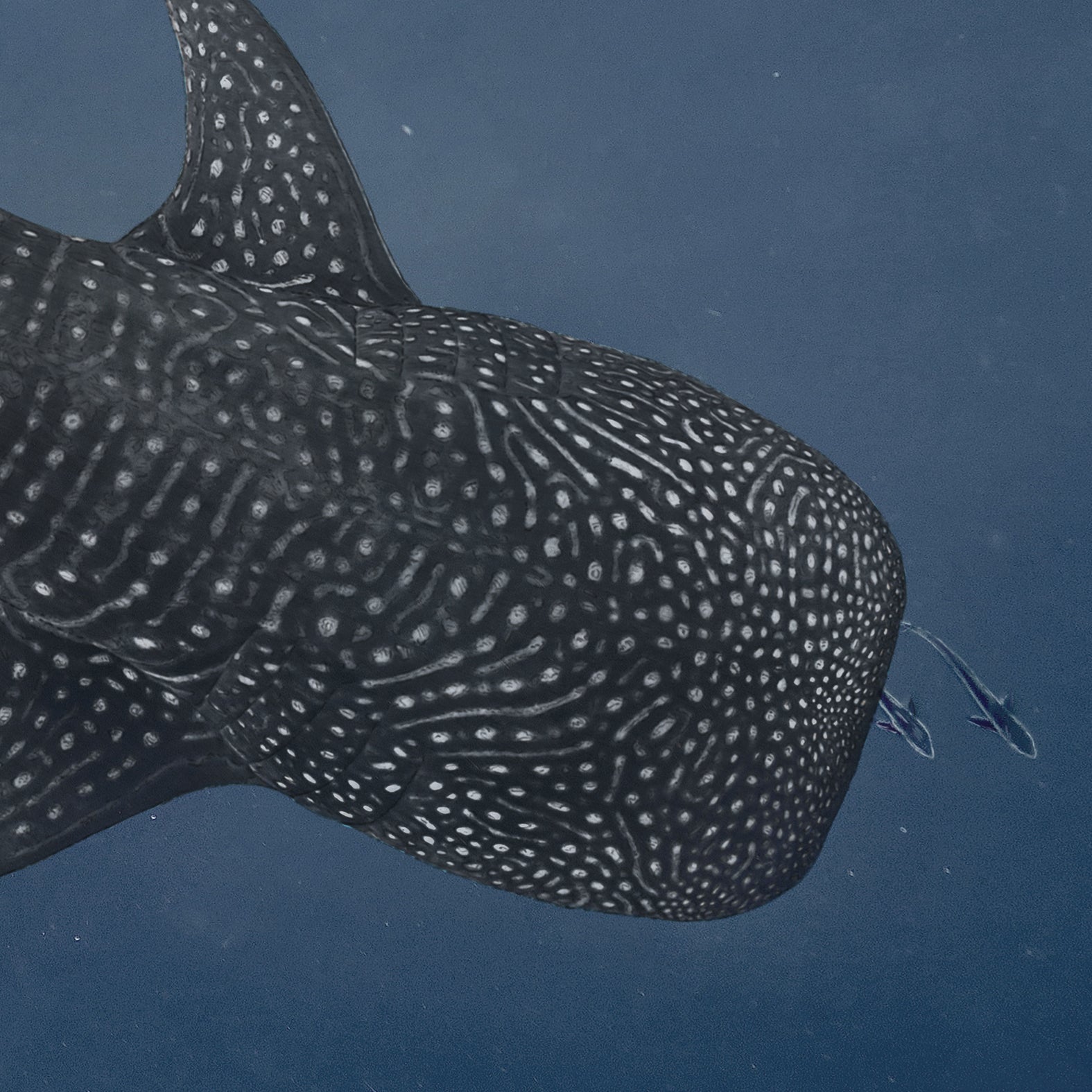 Whale Shark