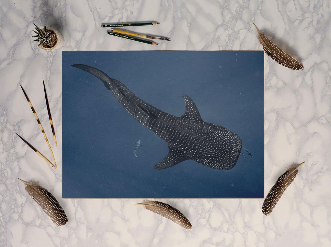 Whale Shark