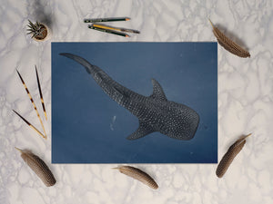 Whale Shark