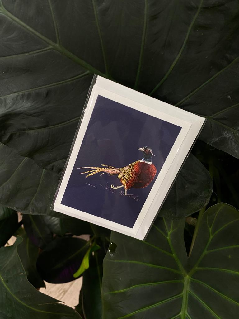 Pheasant - Greeting Card